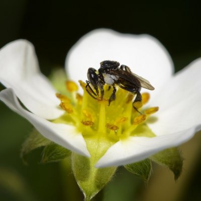 Australian native stingless bee (Tetragonula carbonaria). Credit: Tobias Smith